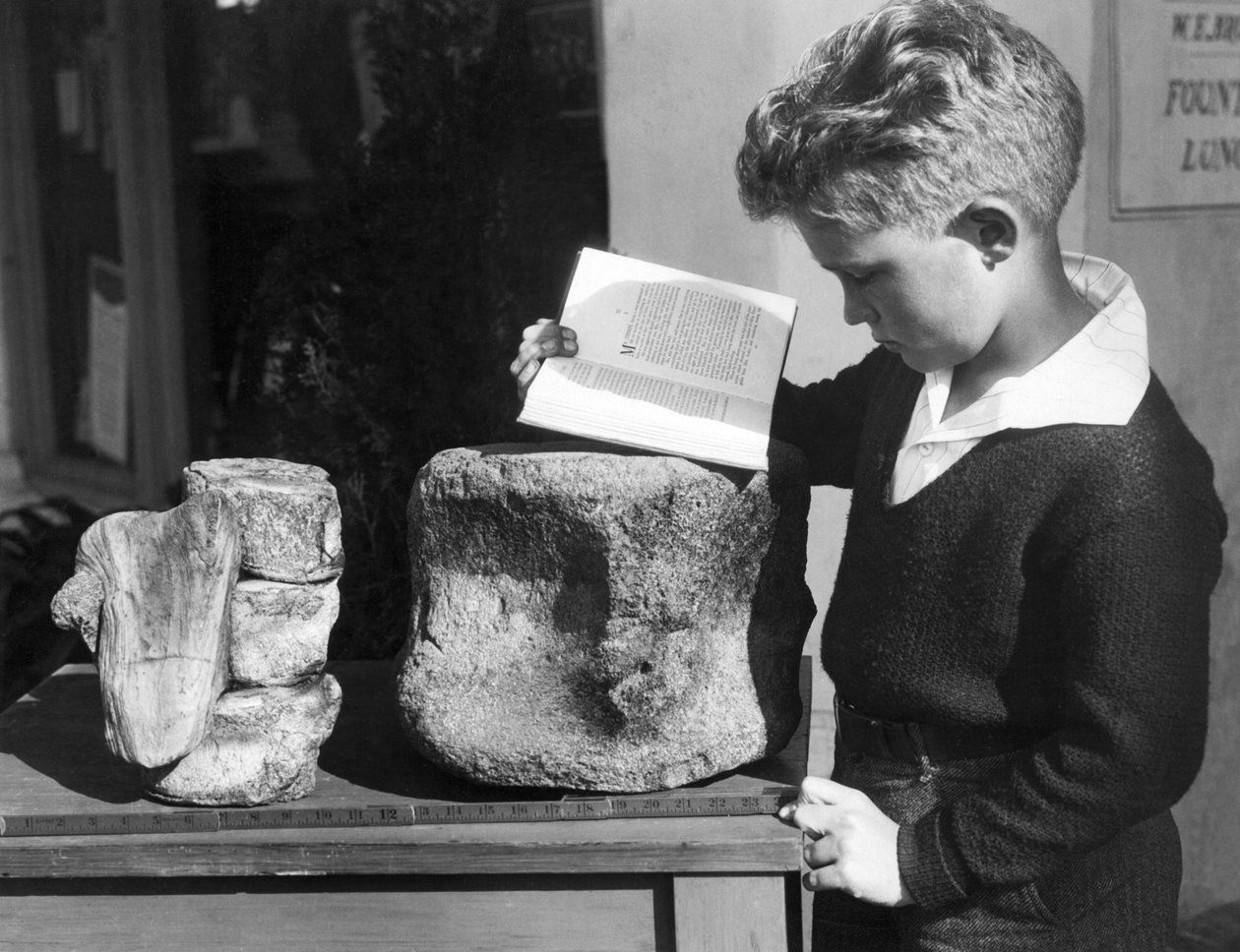 Palos Verdes, Kalifornien: c.1927 En ung pojke studerar arkeologi med hjälp av en fossiliserad förhistorisk kota som finns i de närliggande kullarna. (s/v bild) av Unbekannt