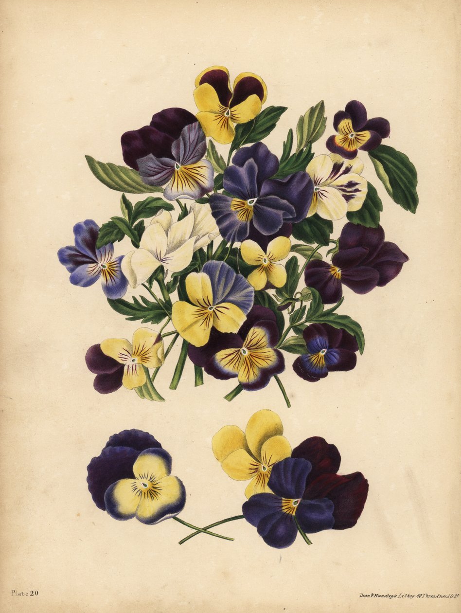 Penséer, Pensees eller Heart