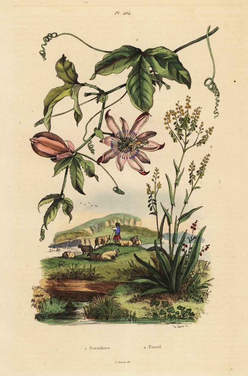 Passionsblomma, Passiflora uraniae 1 och färgare, Isatis färgämnen 2 av Unbekannt