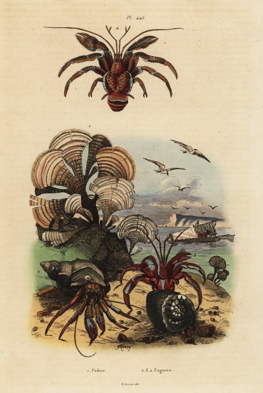 Påfågelns svansalger, Padina pavonica 1, vanlig eremitkräfta, Pagurus bernhardus 2, blåögd eremitkräfta, Paragiopagurus diogenes 3 och Pagurus alatus 4 av Unbekannt