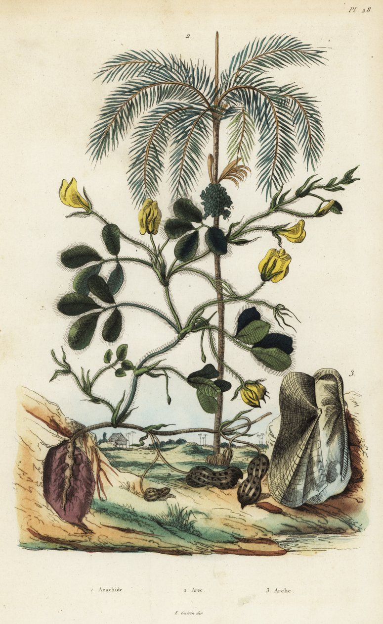Jordnöts- eller jordnötsväxt, Arachis hypogaea 1, arecanötpalm, Areca catechu 2 och musslor Arca semi-torta, Trisidos semitorta 3 av Unbekannt