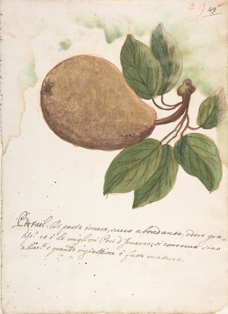 Päron, 1700-tal. av Unbekannt