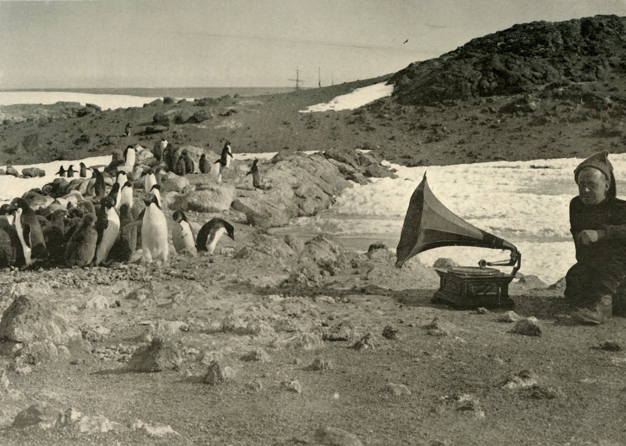 Pingviner som lyssnar på grammofonen under sommaren 1908, 1909 av Unbekannt