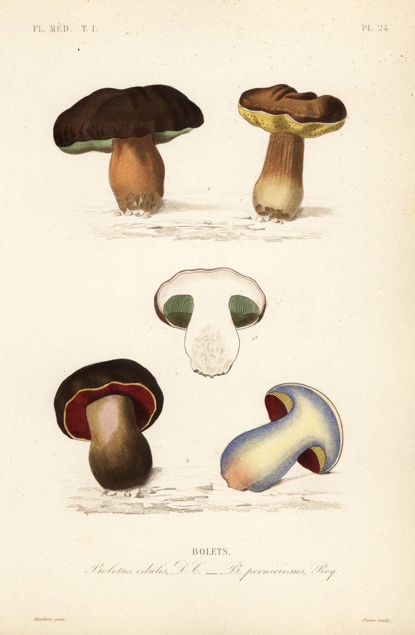 Penny bun eller porcini-svamp, edulis-svamp och den kusliga svampen, Suillellus luridus, Boletus pernicious av Unbekannt