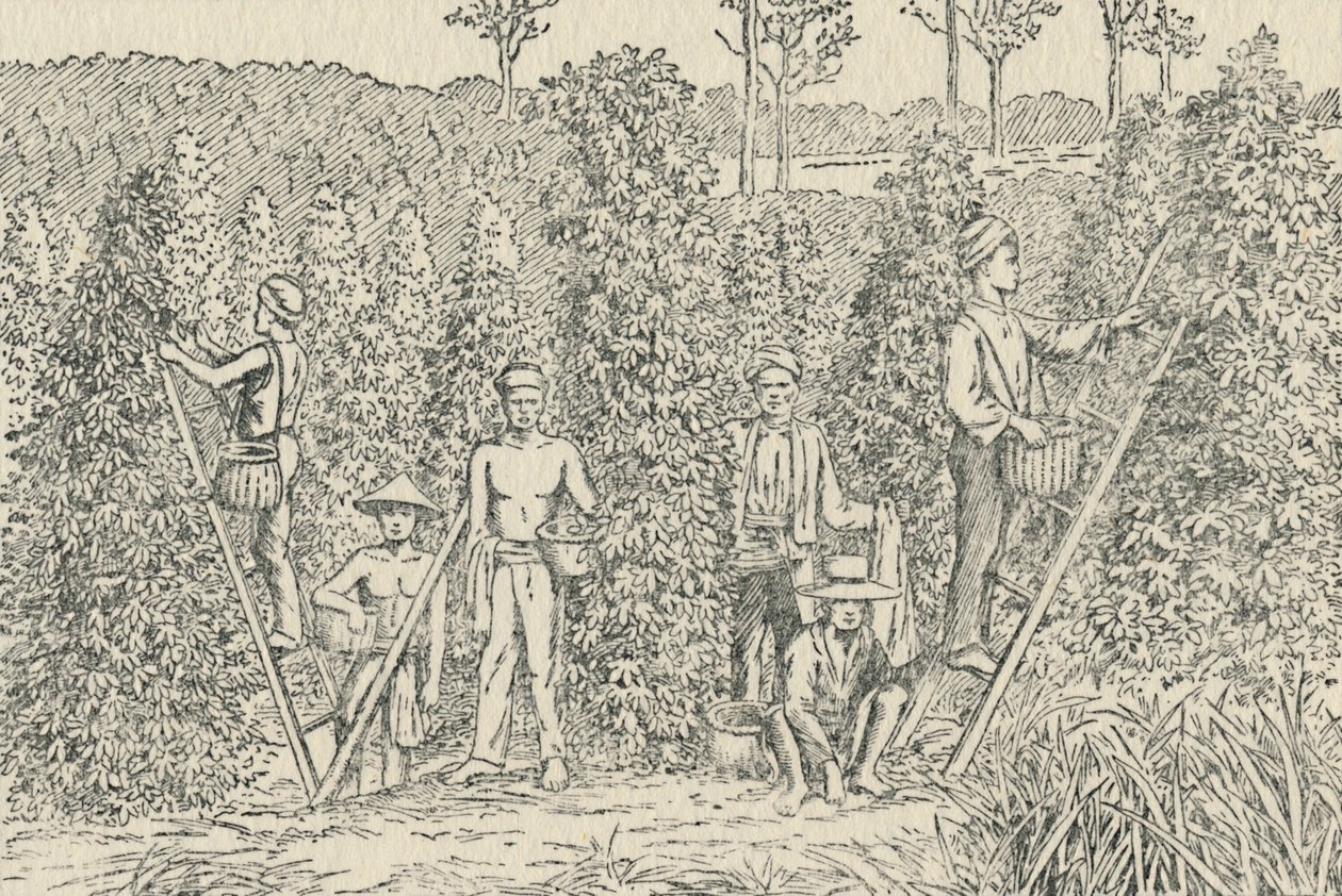 Pepparplantagen, 1924 av Unbekannt