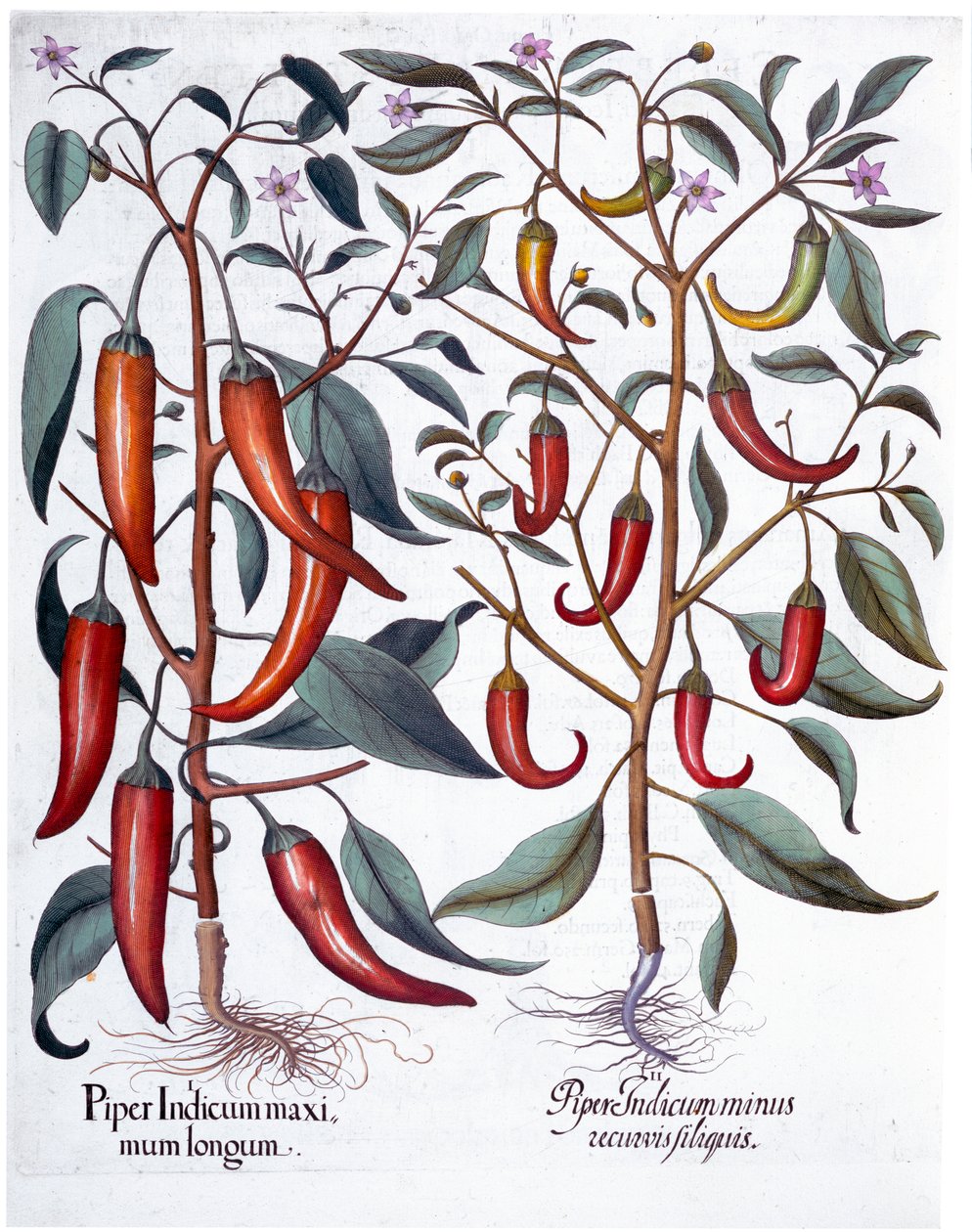 Peppar, 1613 av Unbekannt
