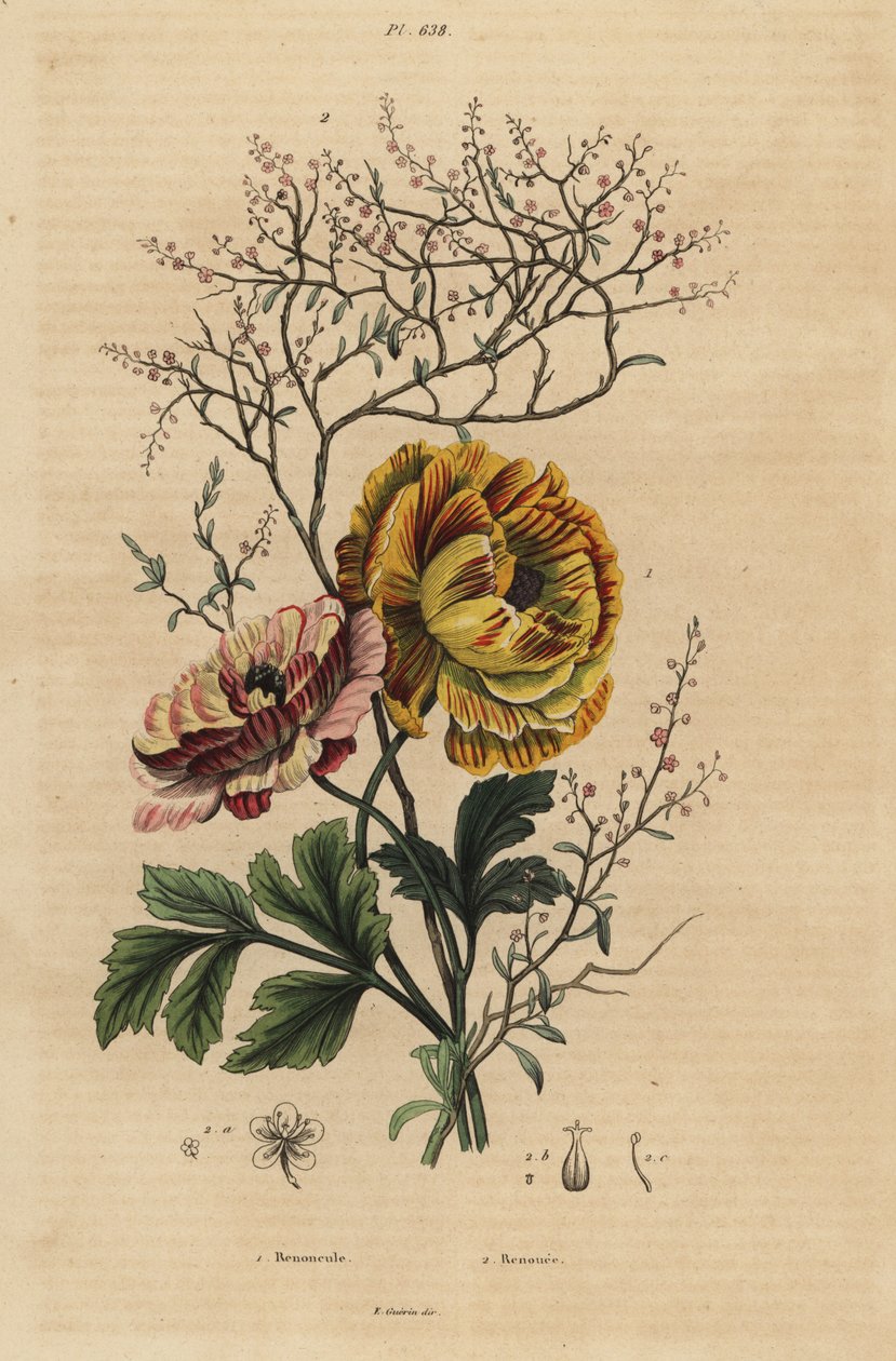 Persisk smörblomma, Ranunculus asiaticus 1 och kinesisk indigo, Persicaria tinctoria 2. Renoncule, Renouee av Unbekannt
