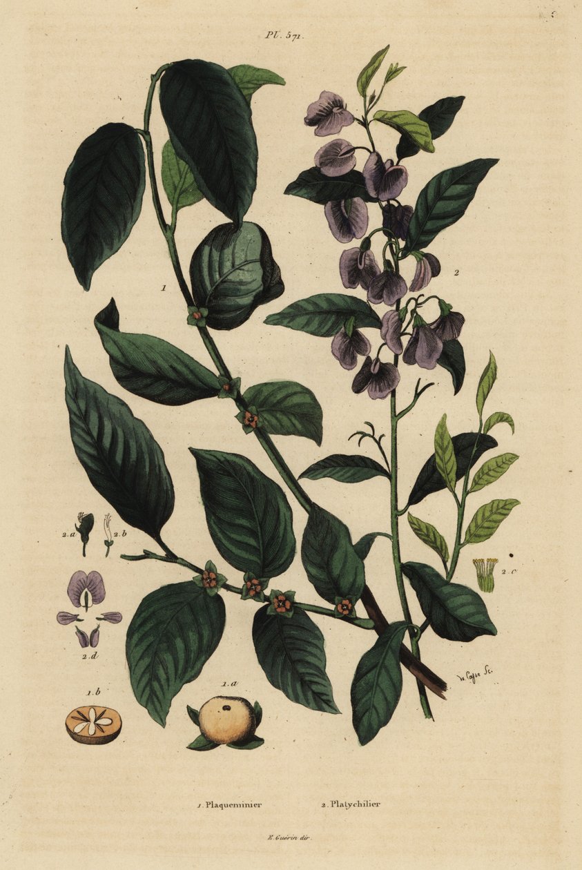 Persimon, Dospyros khaki 1, och trädhovea eller curryblå buske, Hovea elliptica Platychilum celsianum 2. Plaqueminier, Platychilier av Unbekannt