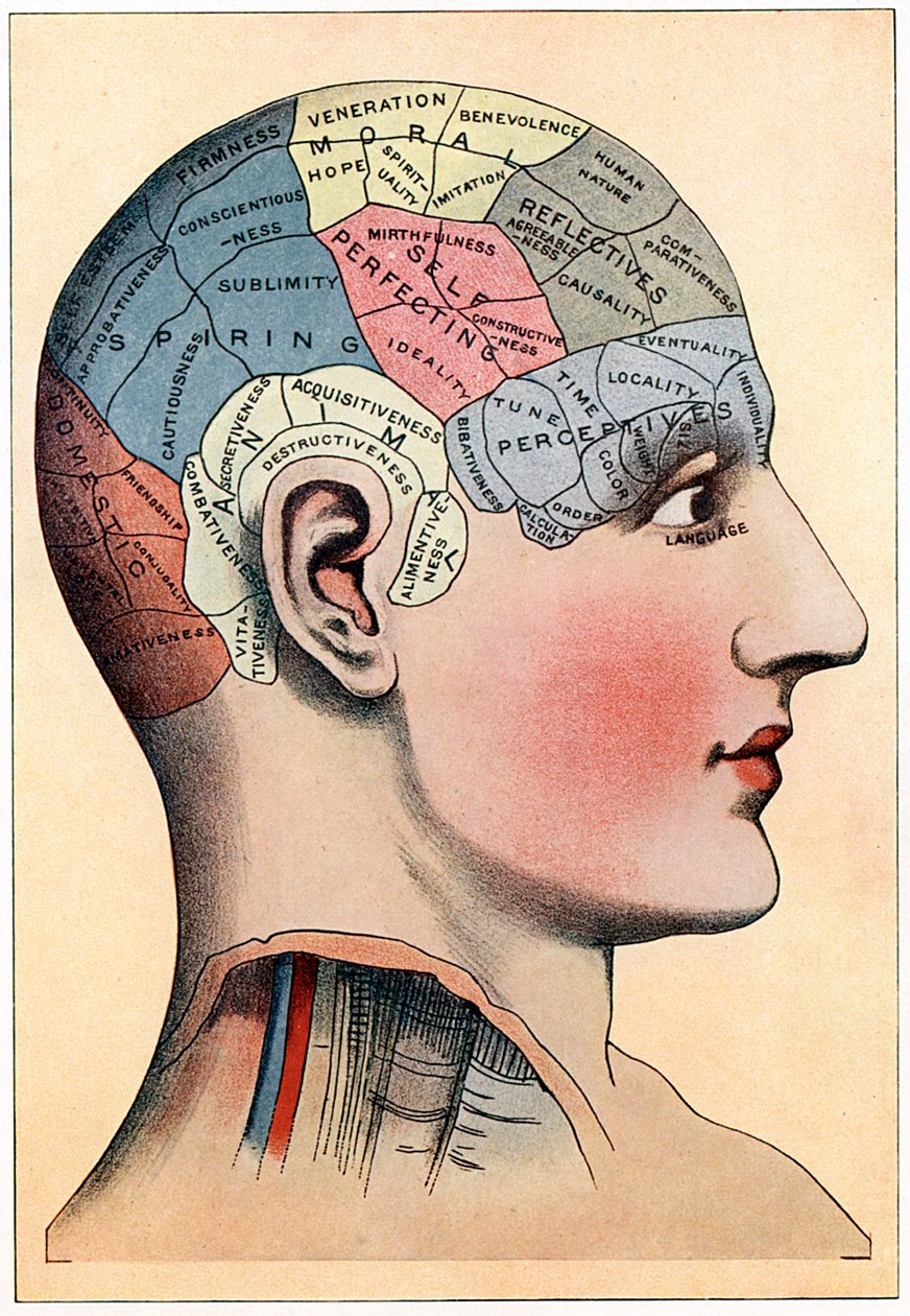Frenologidiagram, som visar förmodade aktivitetsområden i hjärnan, c1920 av Unbekannt