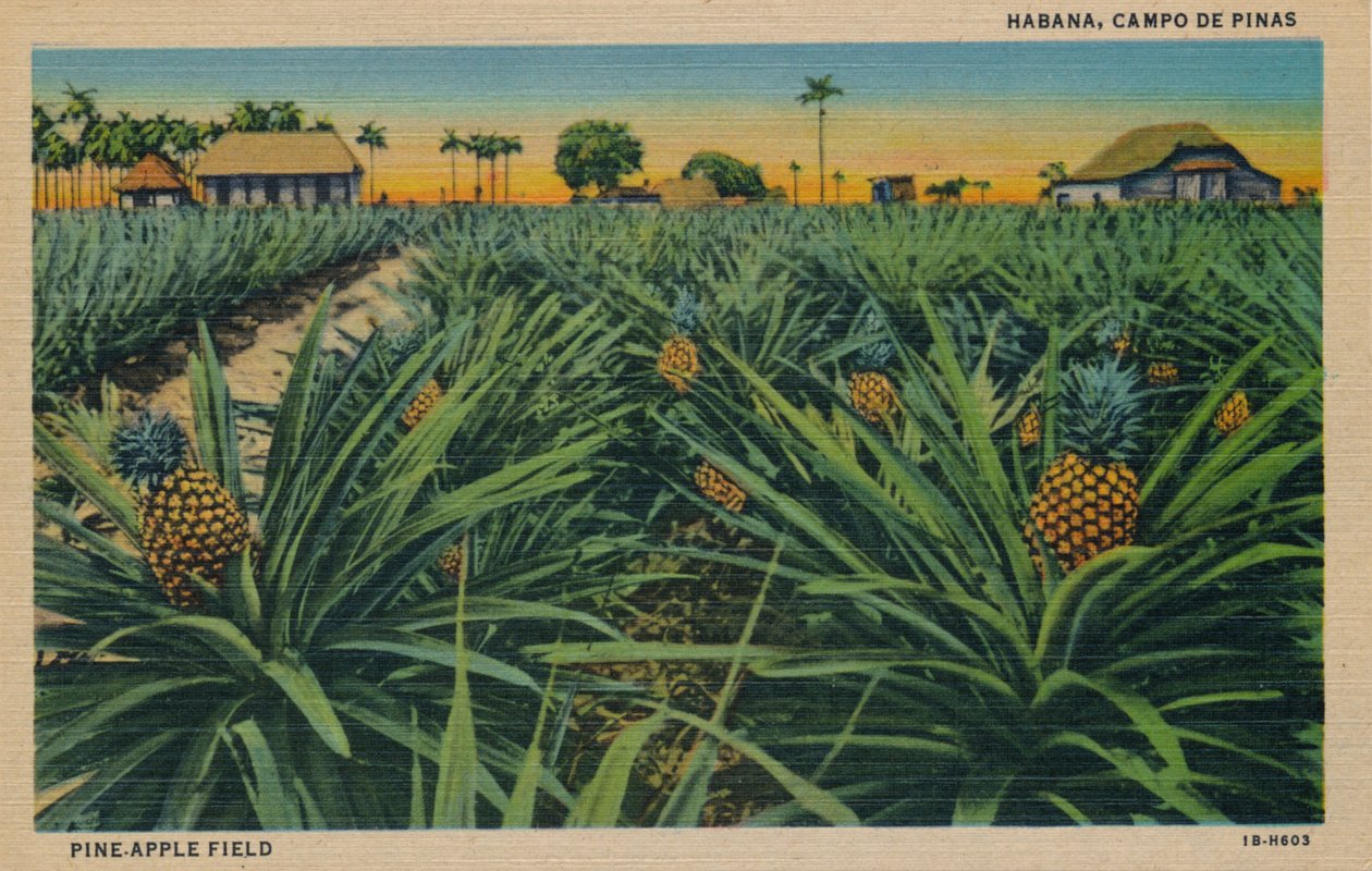 Pine-Apple Field - Havanna, Campo De Pinas, c1910 av Unbekannt