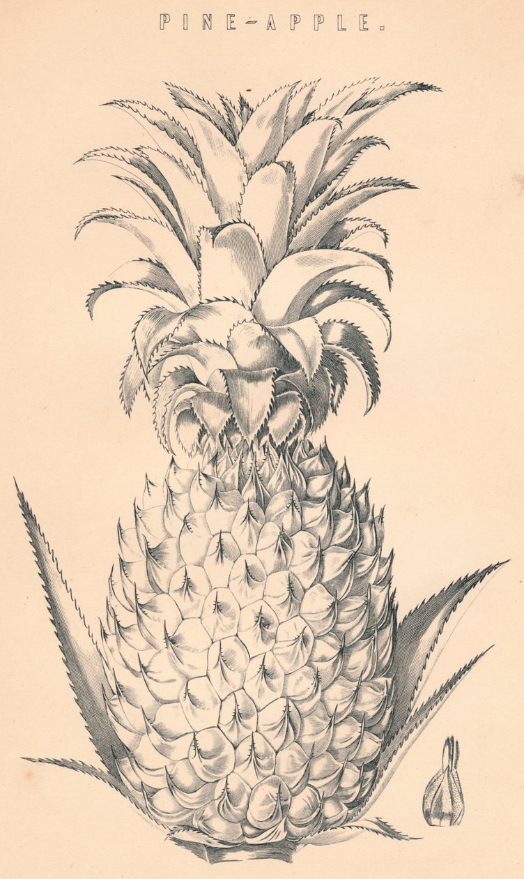 Pine-Apple, c1800-talet. av Unbekannt