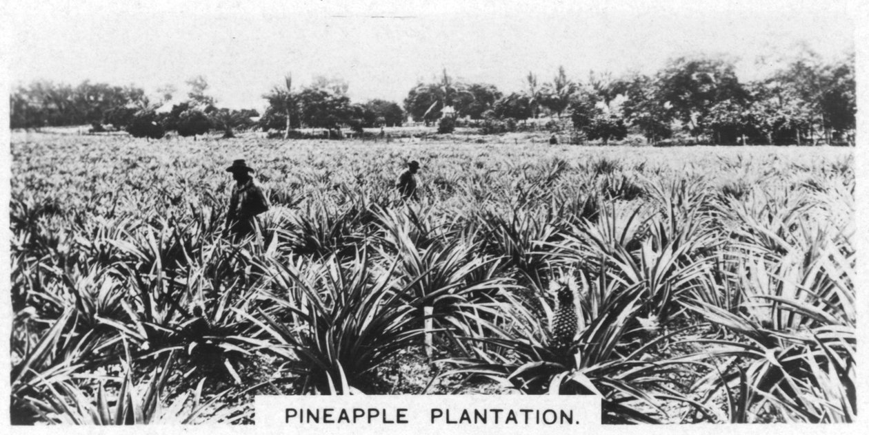 Ananasplantage, Australien, 1928 av Unbekannt