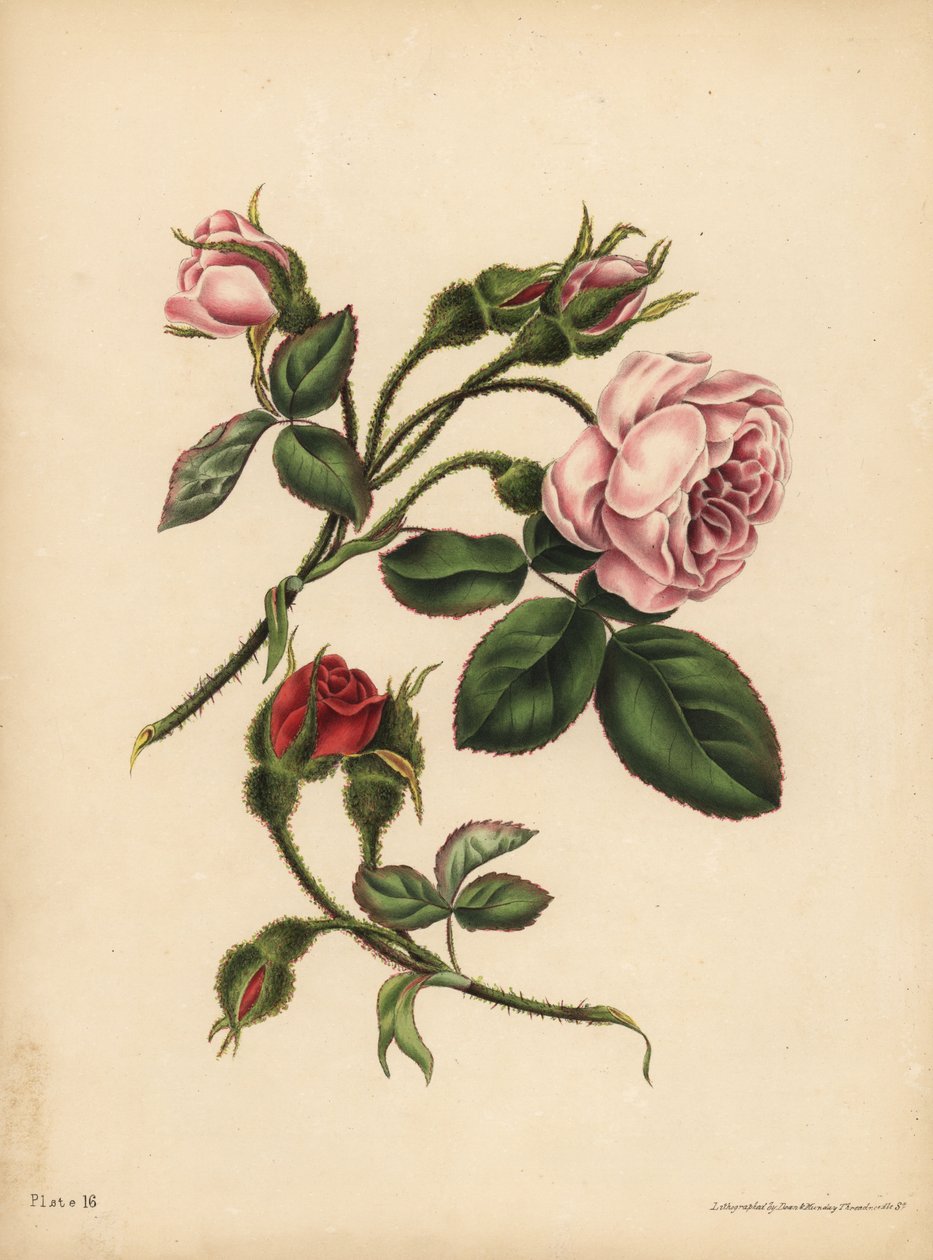 Rosa och scharlakansröda Moss Rose-Buds, skönhet, kärlek och poesi av Unbekannt