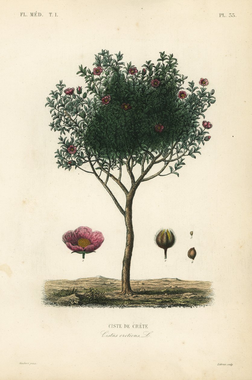 Rosa klippros eller grå klippros, Cistus creticus, Ciste de Crete av Unbekannt
