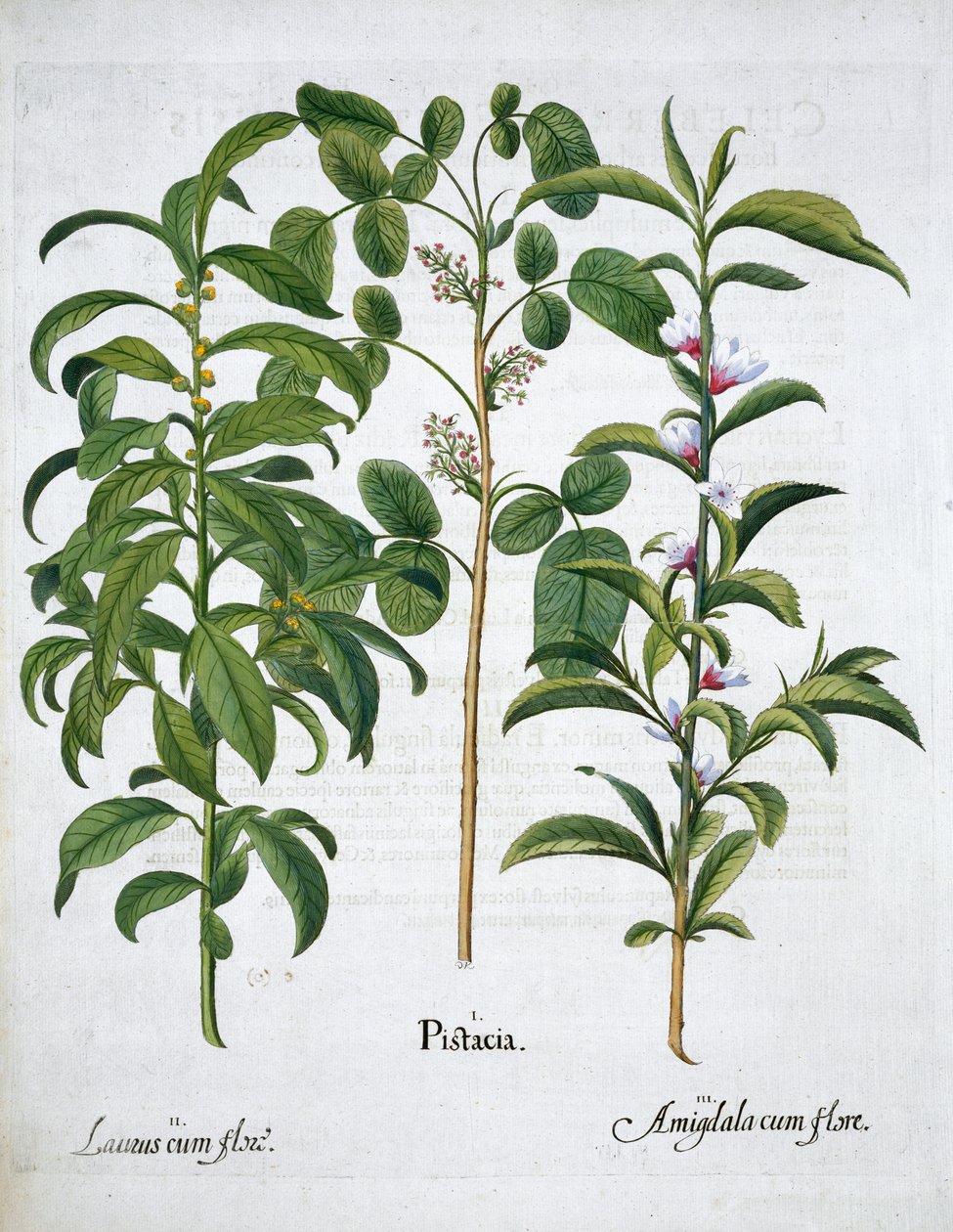 Pistaschnöt, Bay Tree Laurus Nobilis och mandel, 1613 av Unbekannt