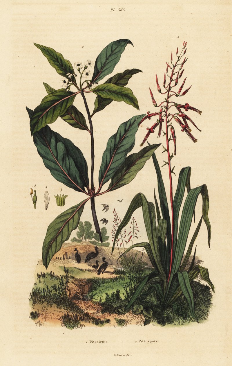 Pitcairnia bifrons 1 och viktoriansk buxträd, Pittosporum undulatum 2 av Unbekannt