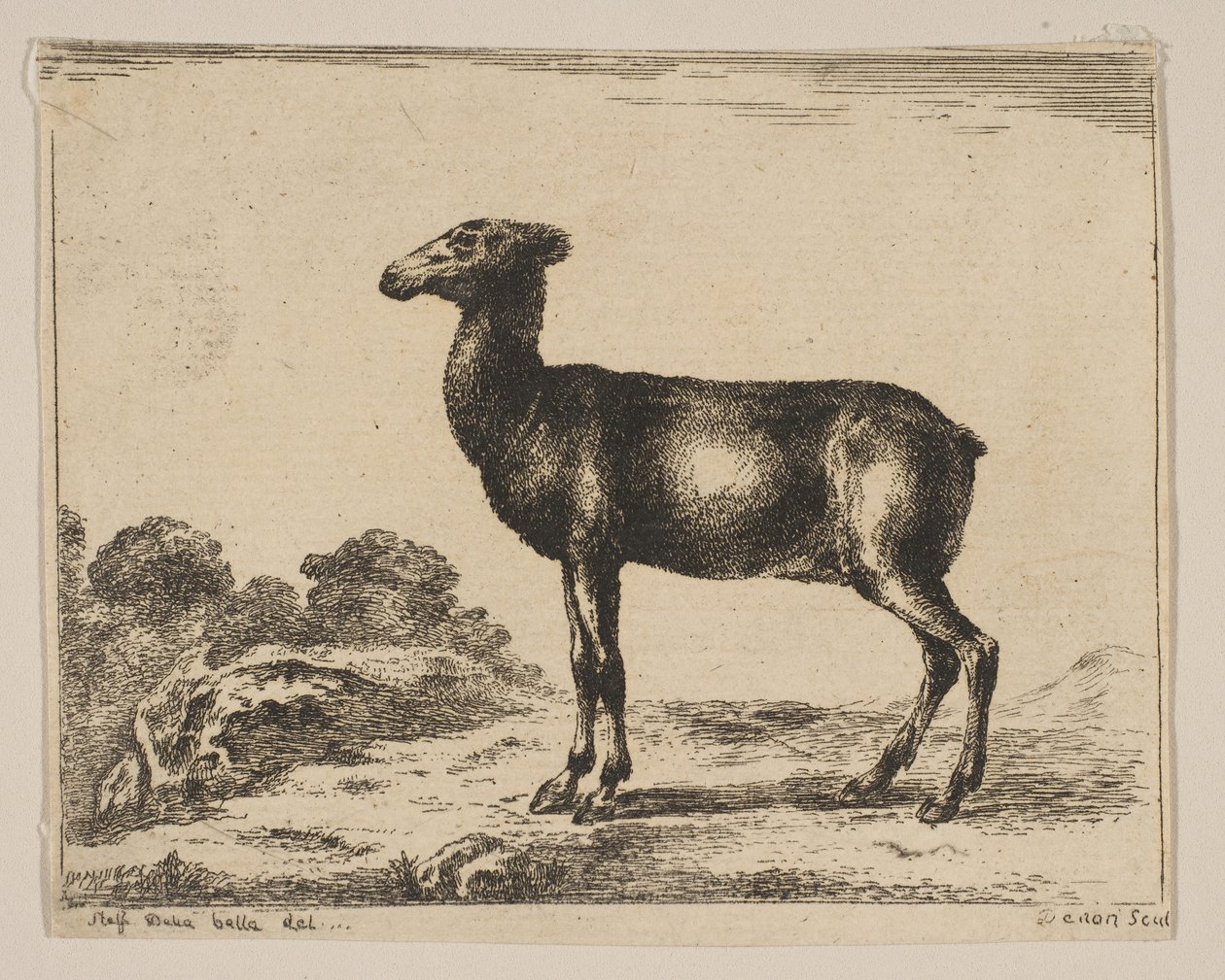 Plåt 15: doe, från Various animals Diversi animali, efter 1641. av Unbekannt