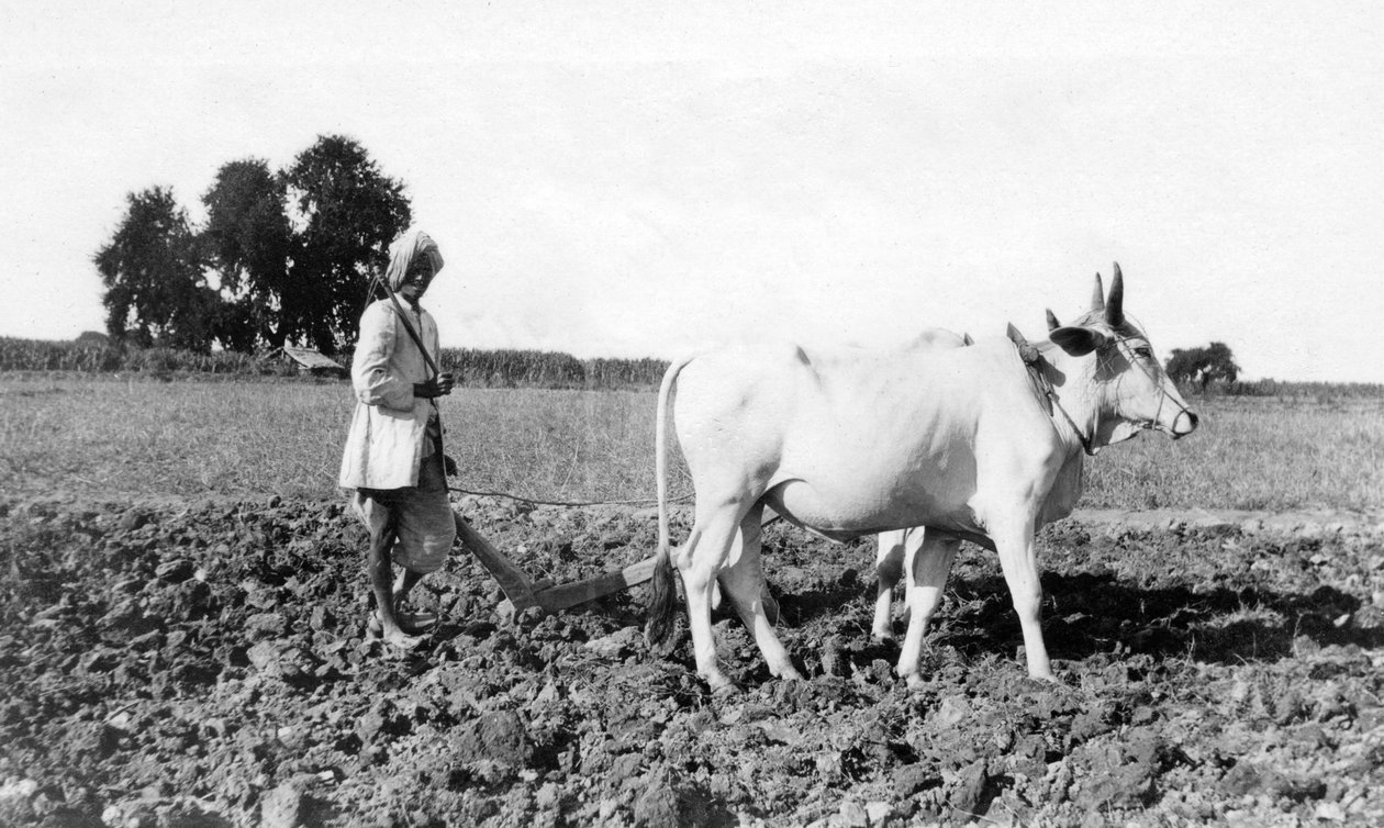 Plöjning i Indien, 1917 av Unbekannt