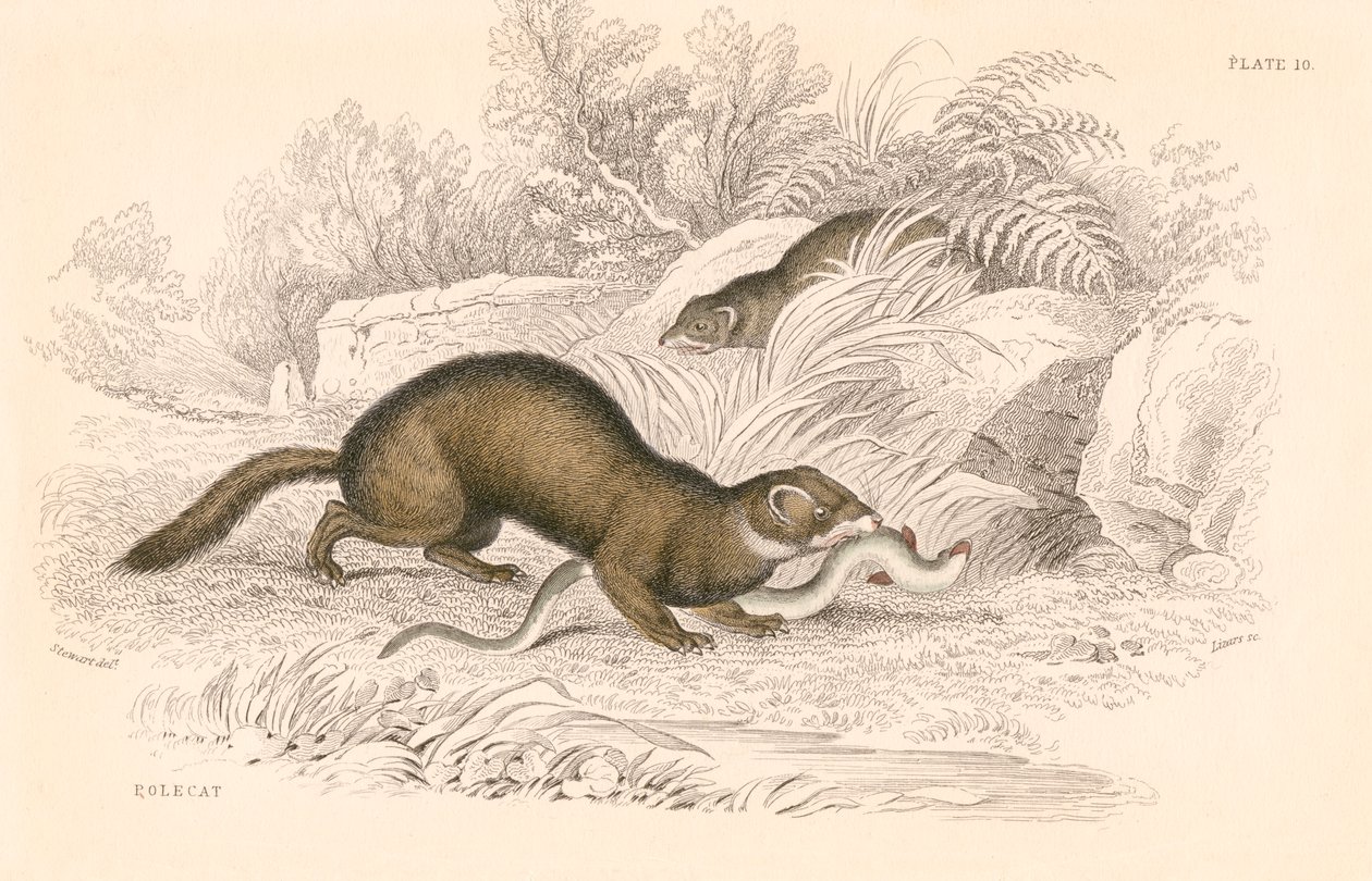 Polecat Mustela putorius, medlem av vesselfamiljen, 1828 av Unbekannt