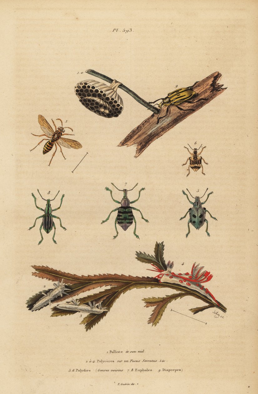 Polistes gallicus, pappersgeting och bo, blå vivel, Eupholus schoenherri, rotvivel, Diaprepes abbreviatus, Polycera havssniglar, Ancula gibbosa, Atlantic ancula, på tång av Unbekannt