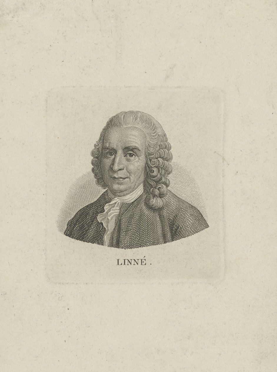 Porträtt av Carl Linné 1707-1778, ca. 1780. av Unbekannt