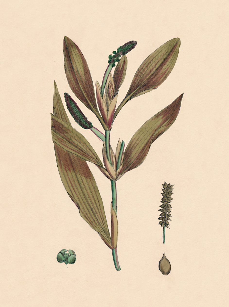 Potamogeton rufescens. Rödaktig damm, 1800-talet av Unbekannt