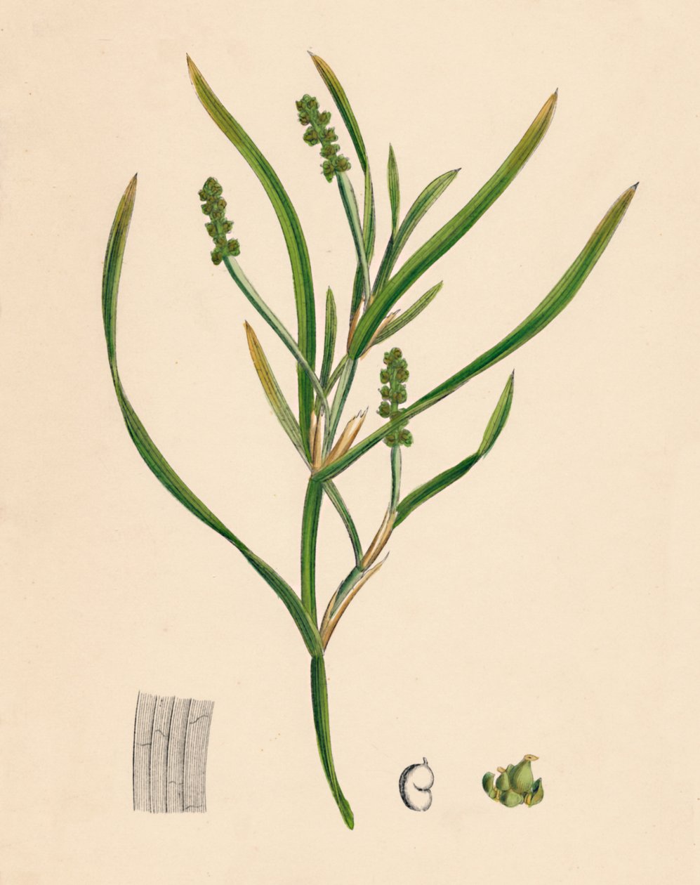 Potamogeton zosterifolius. Grästångbladig damm, 1800-tal av Unbekannt