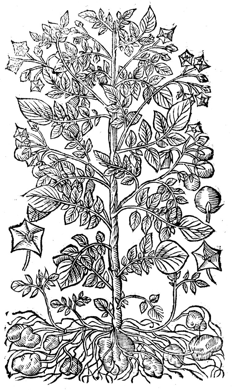 Potatis, 1640 av Unbekannt