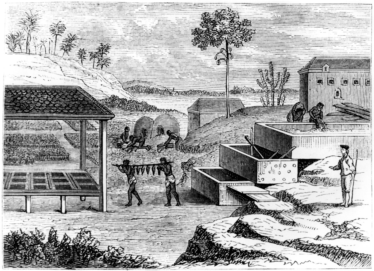 Förbereder indigo, Santo Domingo, 1873 av Unbekannt