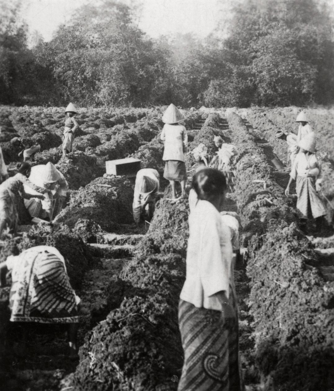 Förbereder bevattningskanaler vid en sockerplantage, Java, Nederländska Ostindien, 1927 av Unbekannt