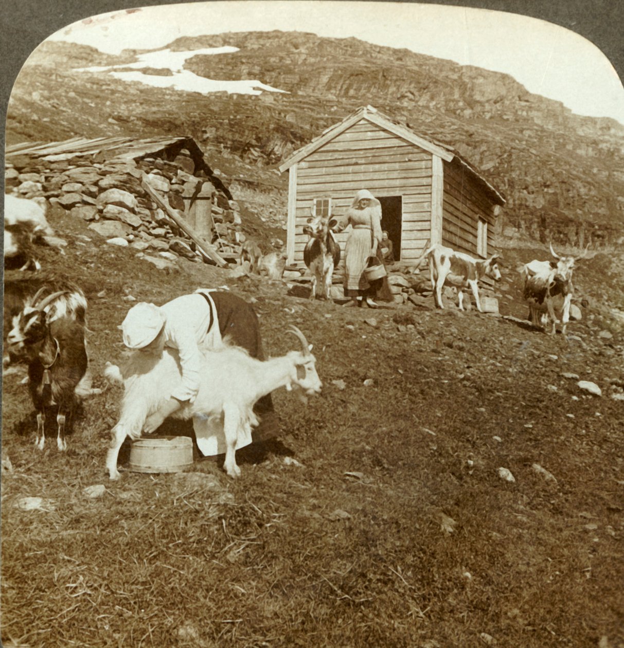 Vackra norska flickor som sköter kor och getter på Haukeli Mts, Norge, c1905. av Unbekannt