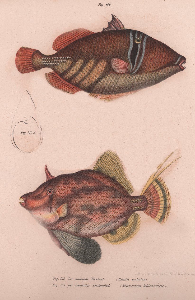 Taggig hornfisk Batistes aculeatus, Monacanthus bifilamentosus, ca 1850-talet av Unbekannt