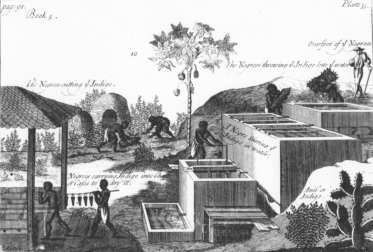 Att producera indigofärg med slavarbete: Västindien eller Centralamerika, 1725 av Unbekannt