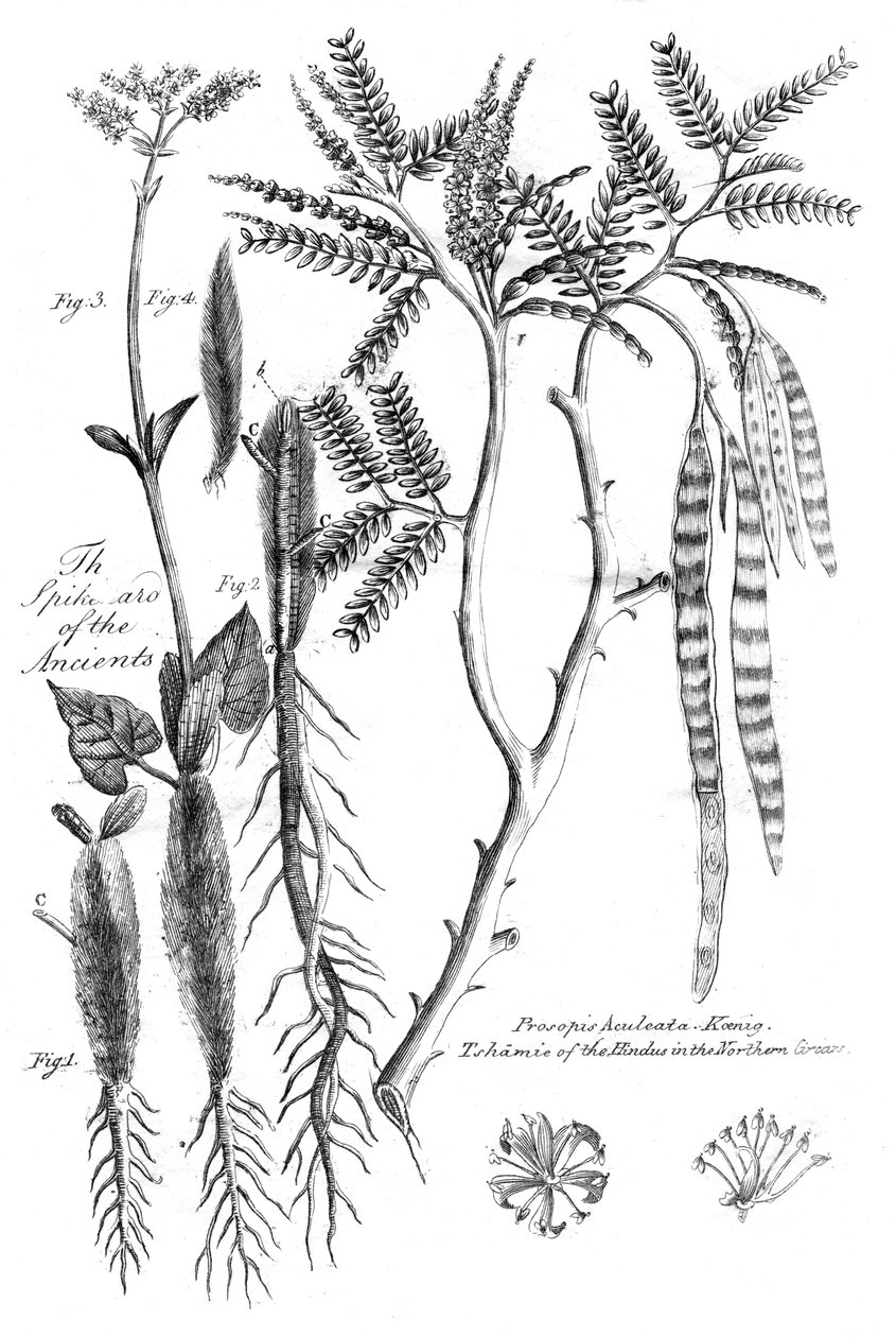 Prosopis Aculeata, 1799 av Unbekannt