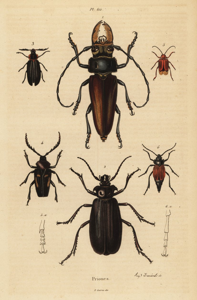 Psalidognathus friendii 1, Madre de la Culebra, Acanthinodera cumingii 2, Allocerus dilaticorne 3, Callipogos barbatus 4, Anacolus sanguineus 5 och Prionus flavipennis 6 av Unbekannt