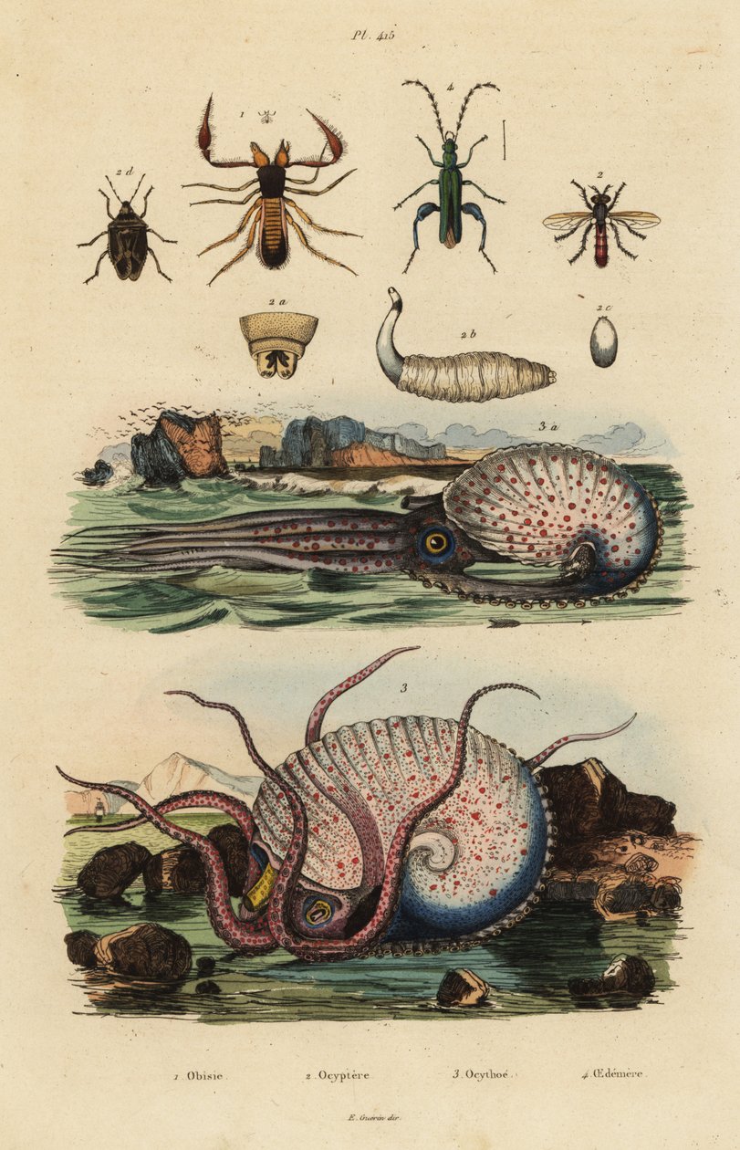 Pseudoskorpion, Chthonius orthodactylus 1, Octyptera bicolor 2, tuberculate pelagic octopus, Ocythoe tuberculata 3 och falsk oljebagge, Oedemera nobilis 4 av Unbekannt