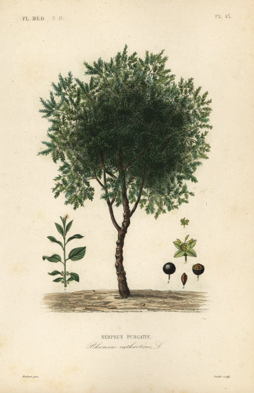 Rensande havtornsträd, Rhamnus cathartica, Rhamnus catharticus, Nerprun purgatif av Unbekannt