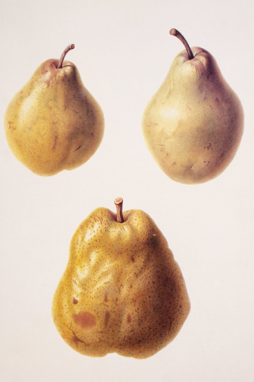 Pyrus communis / Päron 
