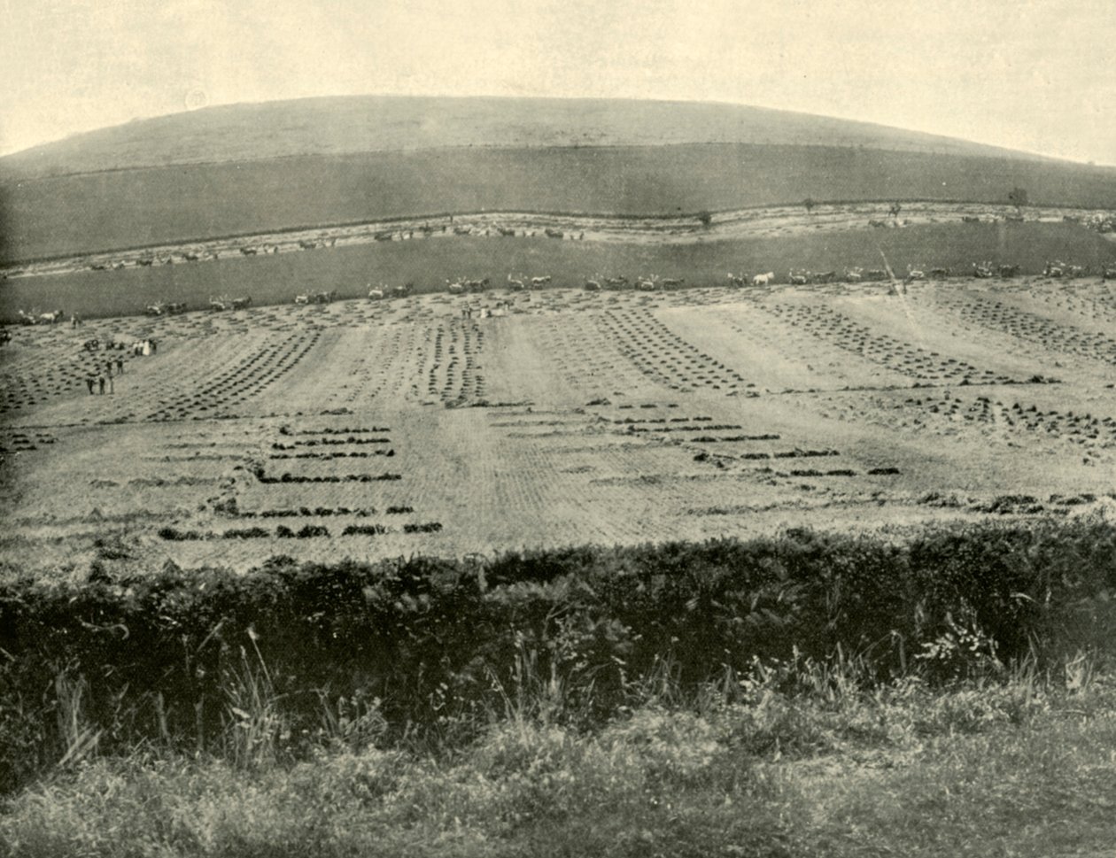 Reaper & Binder Competition, Mount Blowhard, nära Ballarat, 1901. av Unbekannt
