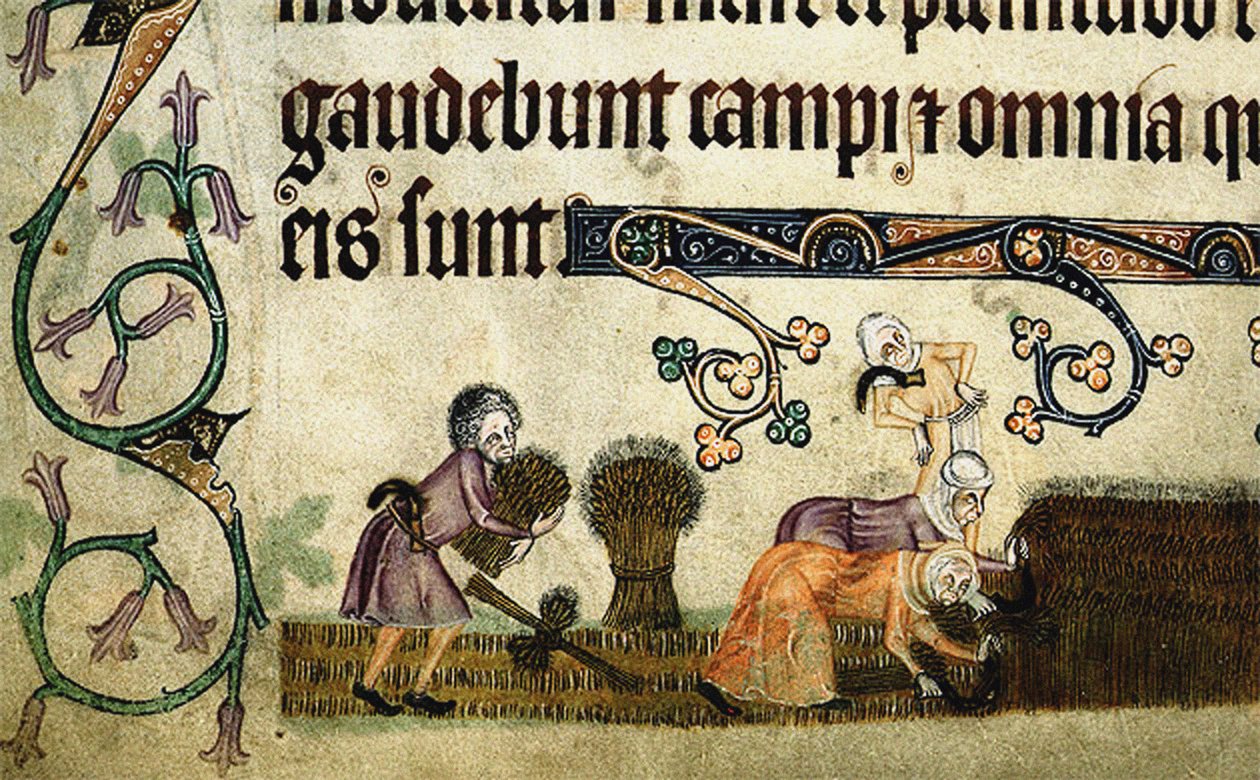 Skörda och binda kärvar från Luttrell Psalter, ca 1330 av Unbekannt
