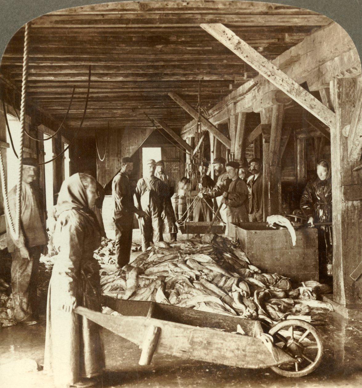 Ta emot fisk från sjöfartyg och packning för export - fisklager, Ålesund, Norge, c1905. av Unbekannt
