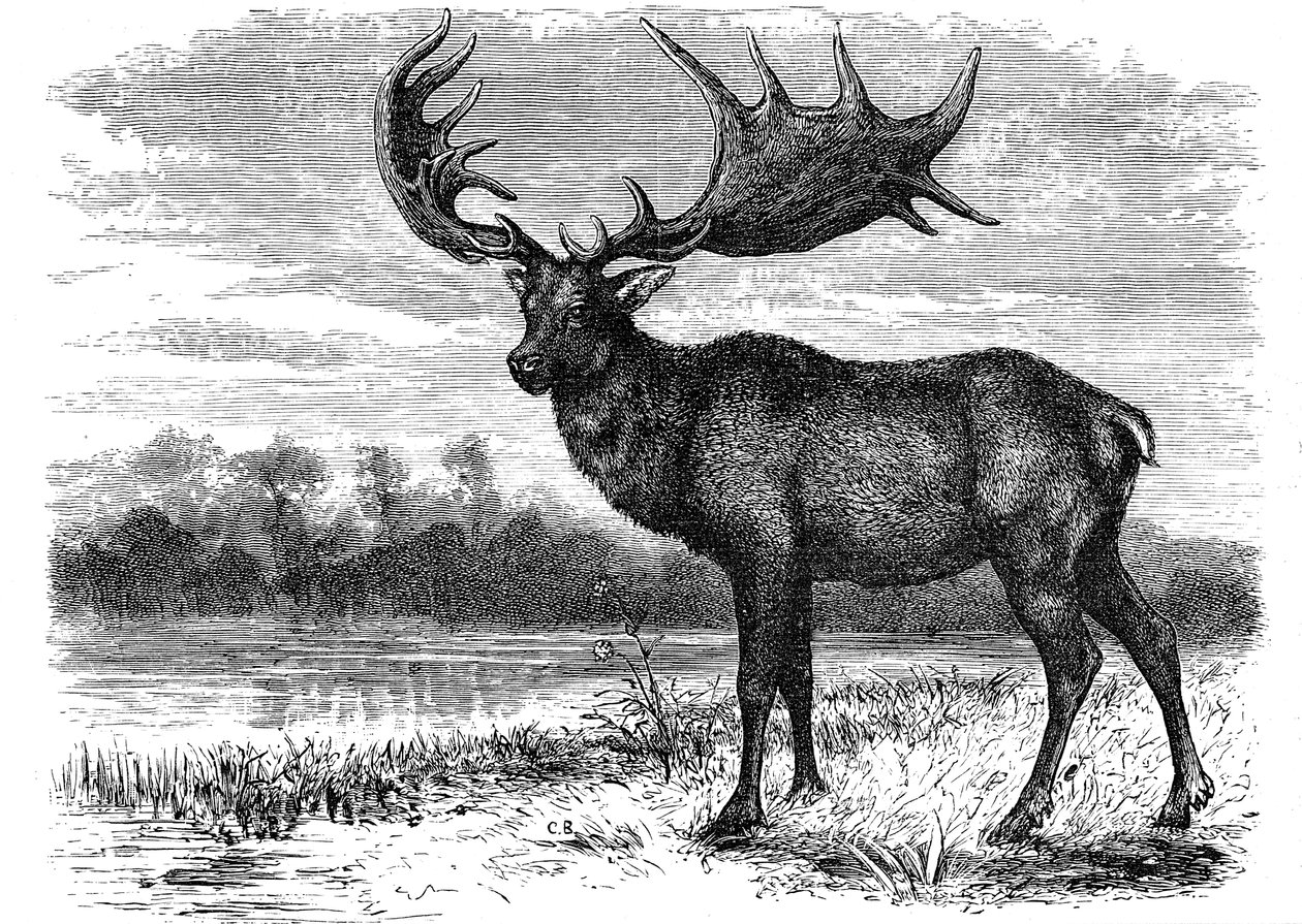 Rekonstruktion av den irländska älgen Megaloceros, c1880 av Unbekannt