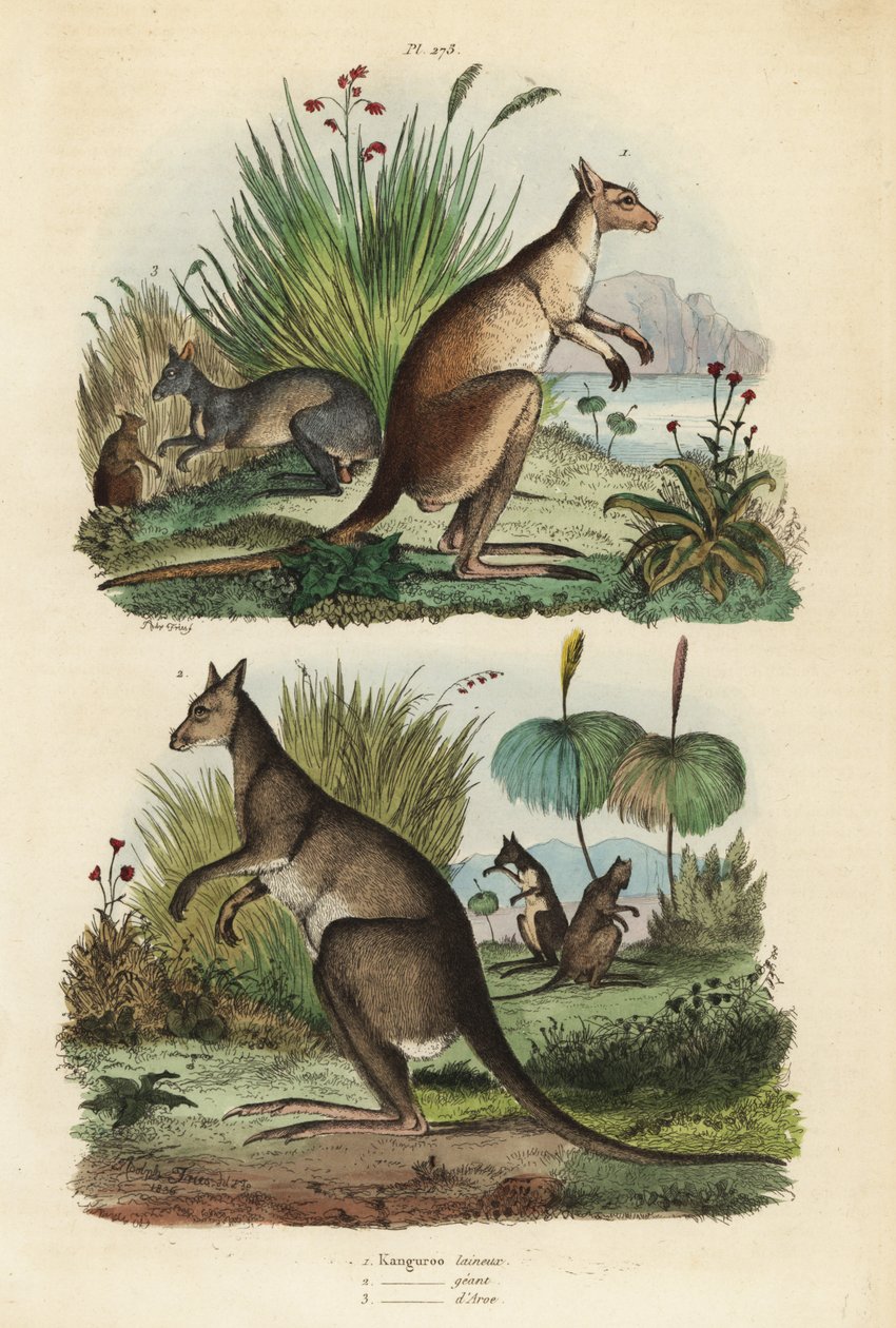 Röd känguru, Macropus rufus 1, östlig grå känguru, Macropus giganteus 2 och dusky wallaby, Thylogale brunii 3 av Unbekannt
