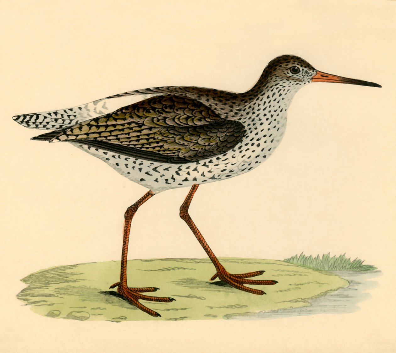 Redshank, sent 1800-tal. av Unbekannt
