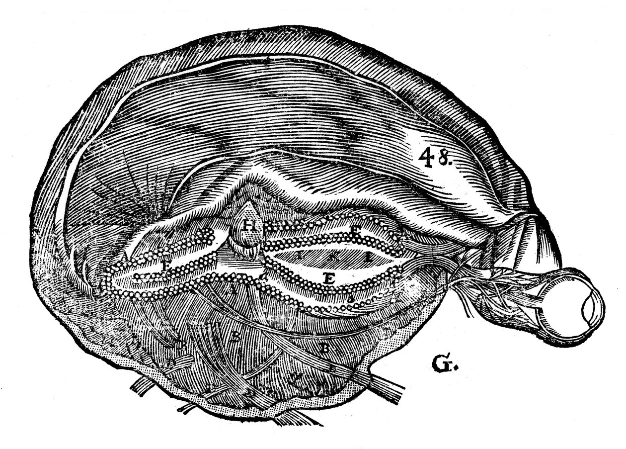 Rene Descartes diagram över den mänskliga hjärnan och ögat, 1692 av Unbekannt