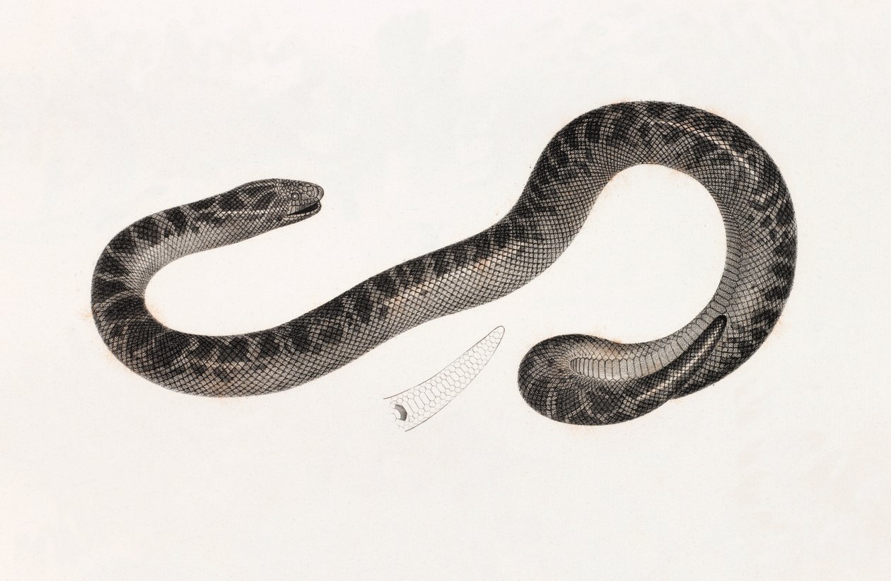 Reptiler: A Snake from Delta Book: "Beskrivning av Egypten eller samling av observationer och forskning som gjordes i Egypten under den franska arméns expedition" Publicerad på order av hans majestät kejsar Napoleon den store av Unbekannt