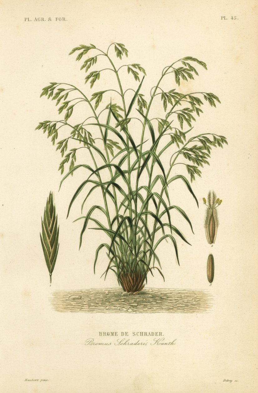 Rescuegräs, eller Schraders bromegrass, Bromus catharticus, Bromus schraderi, Brome de Schrader av Unbekannt