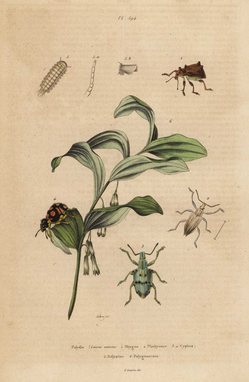 Rhigus, Platyoma och Cyphus vivlar, borstiga tusenfoting, Polyxenus lager och Kungs Salomos säl, Polygonatum odoratum av Unbekannt