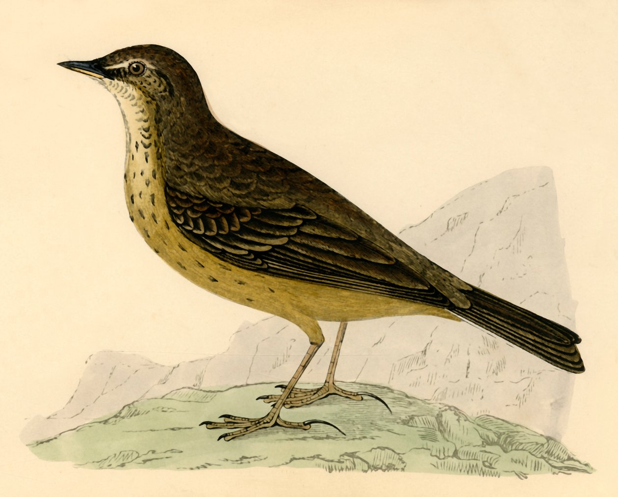 Rock Pipit, sent 1800-tal. av Unbekannt