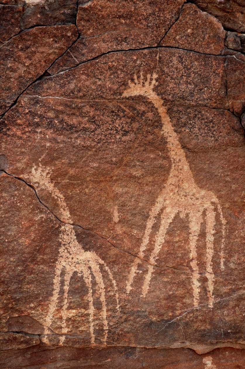 Stenkonst, förhistoria: Detalj av en gravyr av giraffer i Uweinat-massivet, Egypten. (Period från 8000 till 3000 år f.Kr.). Fotografi av Unbekannt
